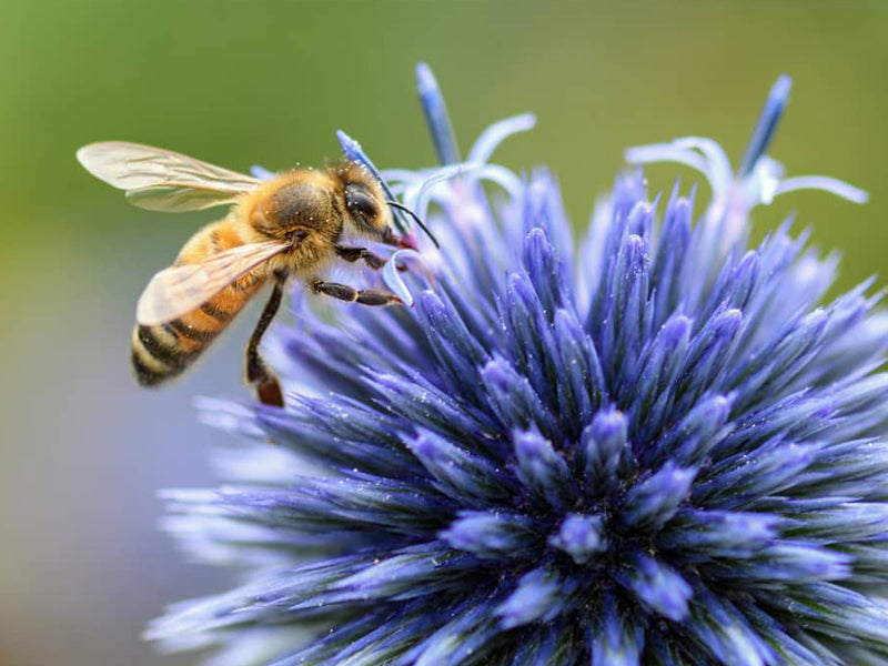 Pollinators and Plants Walking Tour 2026